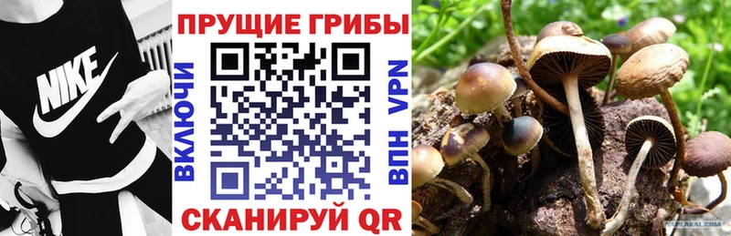 Псилоцибиновые грибы MAGIC MUSHROOMS  mega как войти  Волосово 